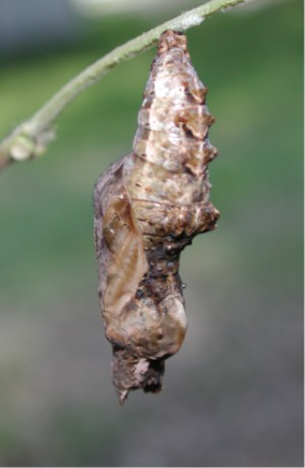 Chrysalide