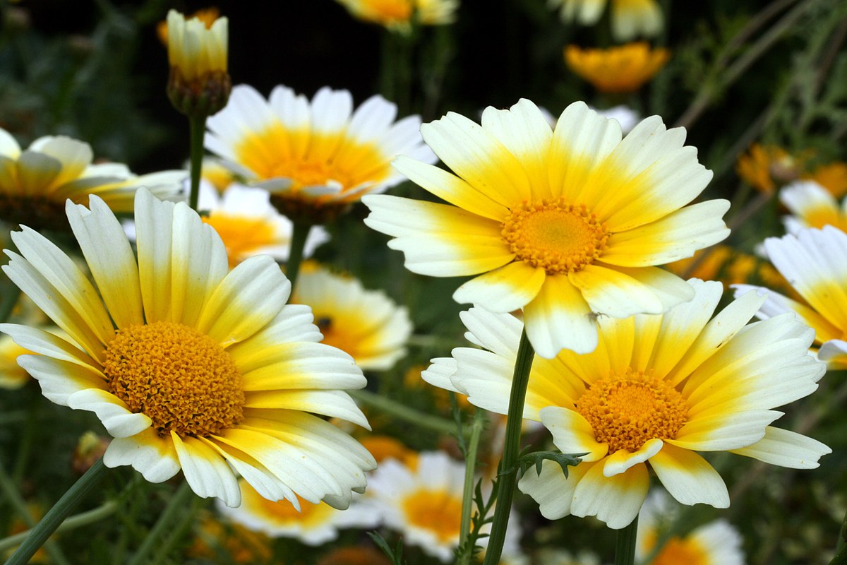 Glebionis coronaria