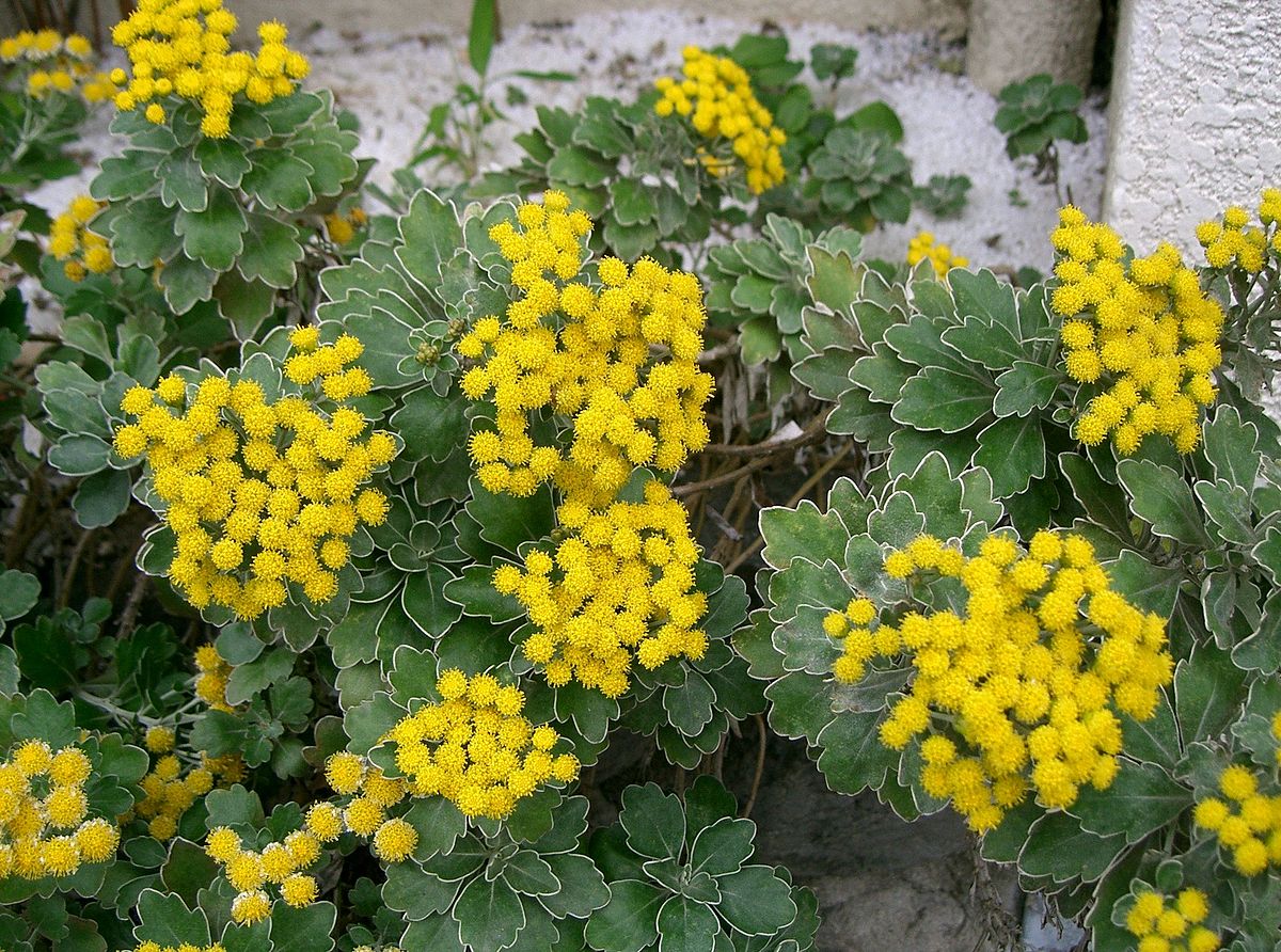 Chrysanthemum