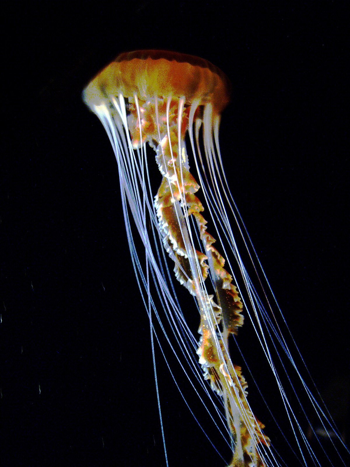 Chrysaora achlyos