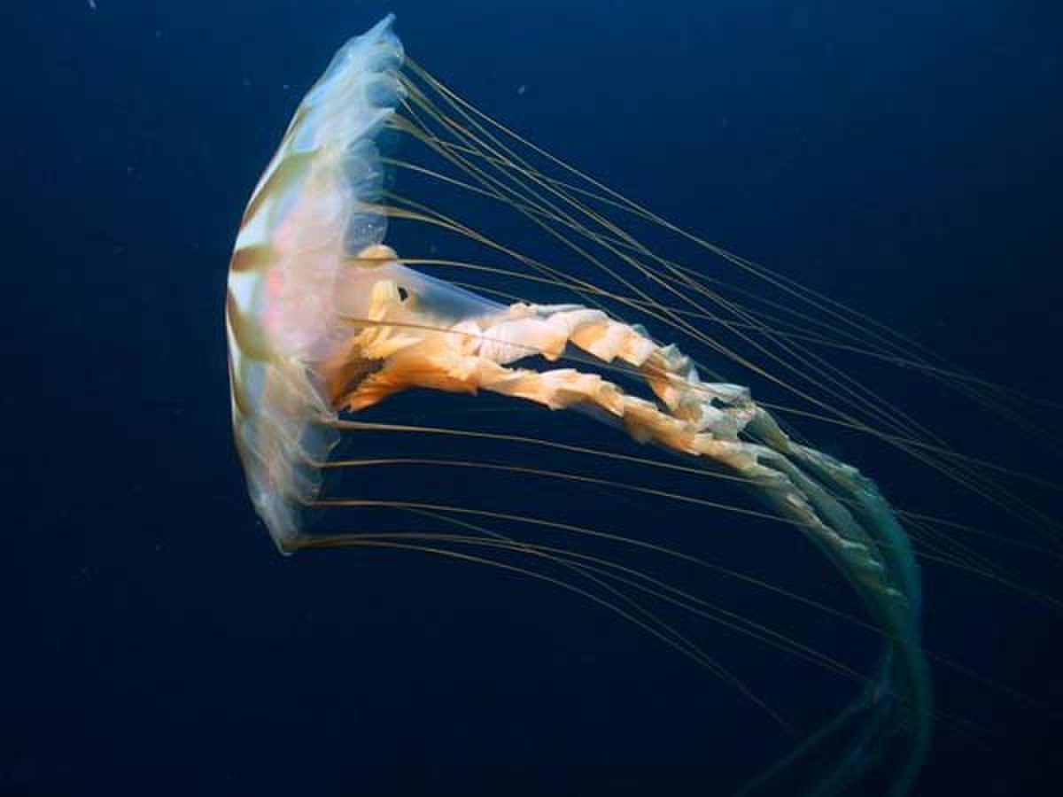 Scyphozoa