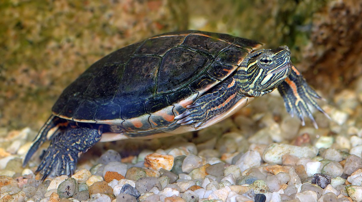 Tortue peinte