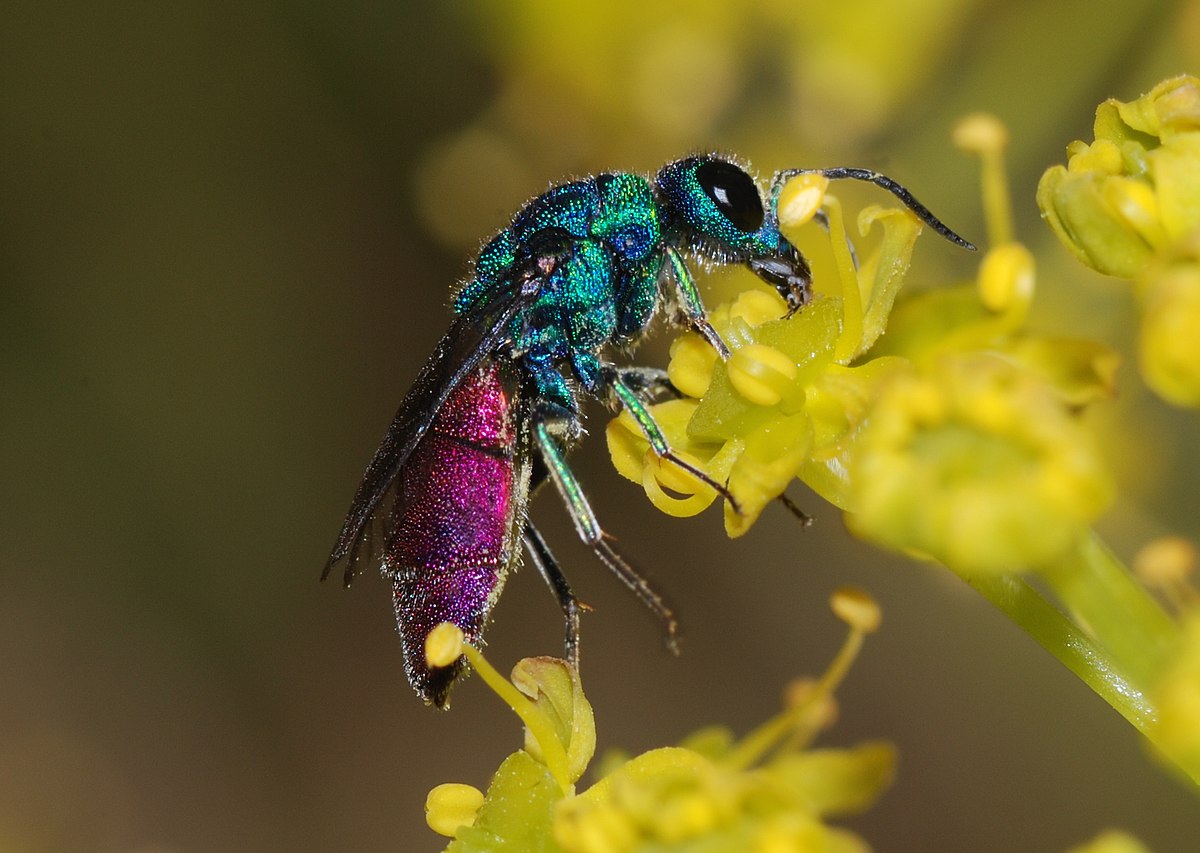 Chrysidinae