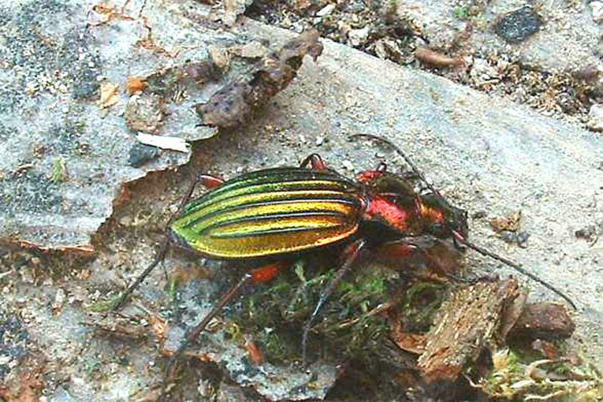 Carabe à reflet cuivré(Chrysocarabus auronitens)