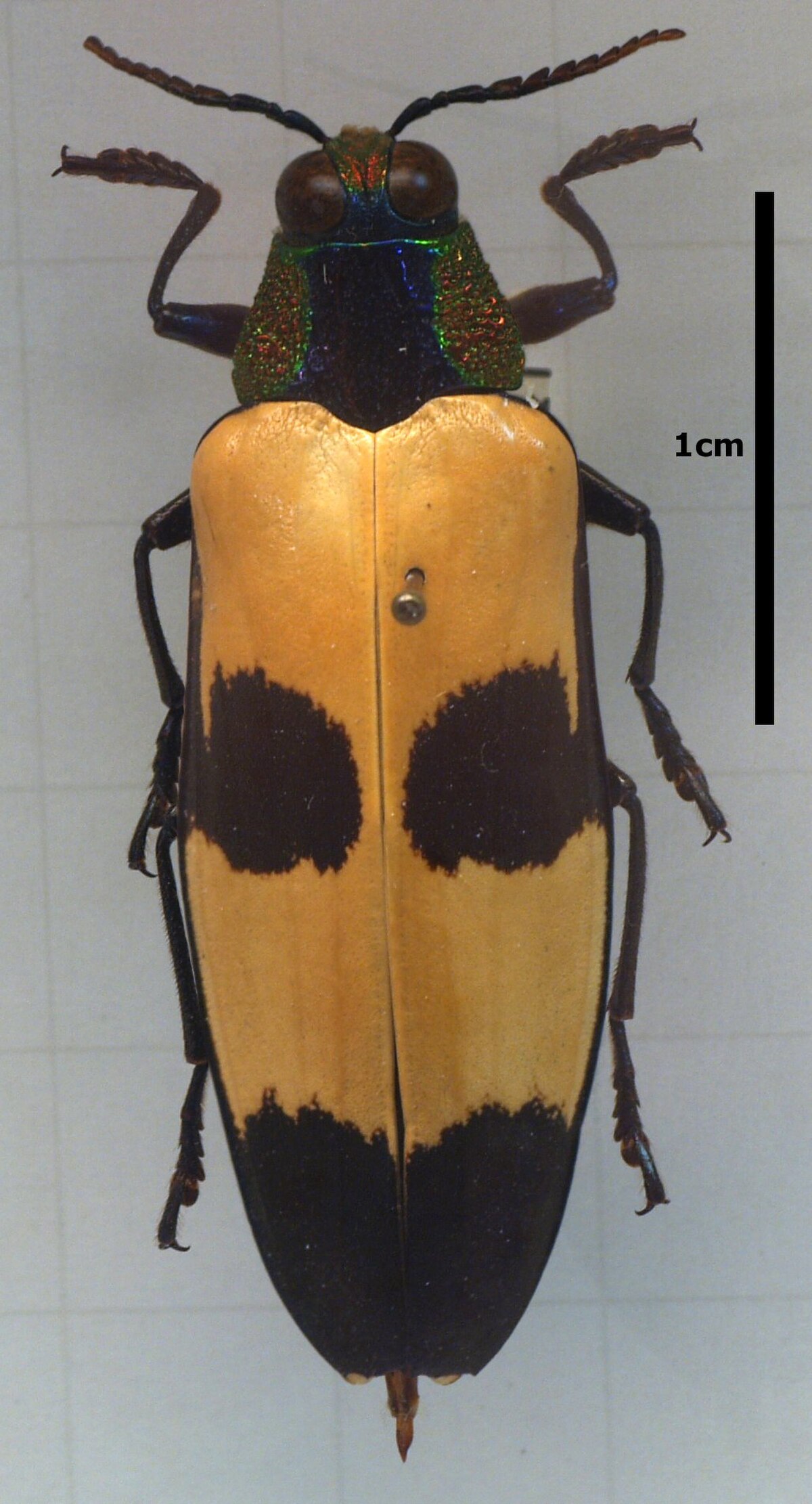 Chalcophorinae