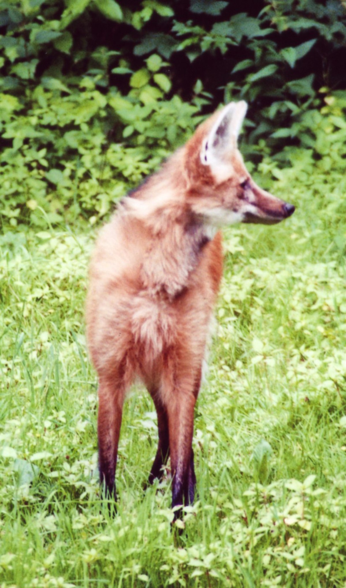 Chrysocyon brachyurus2.jpg