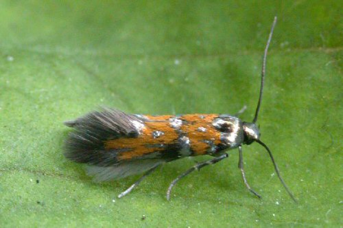 Gelechiidae