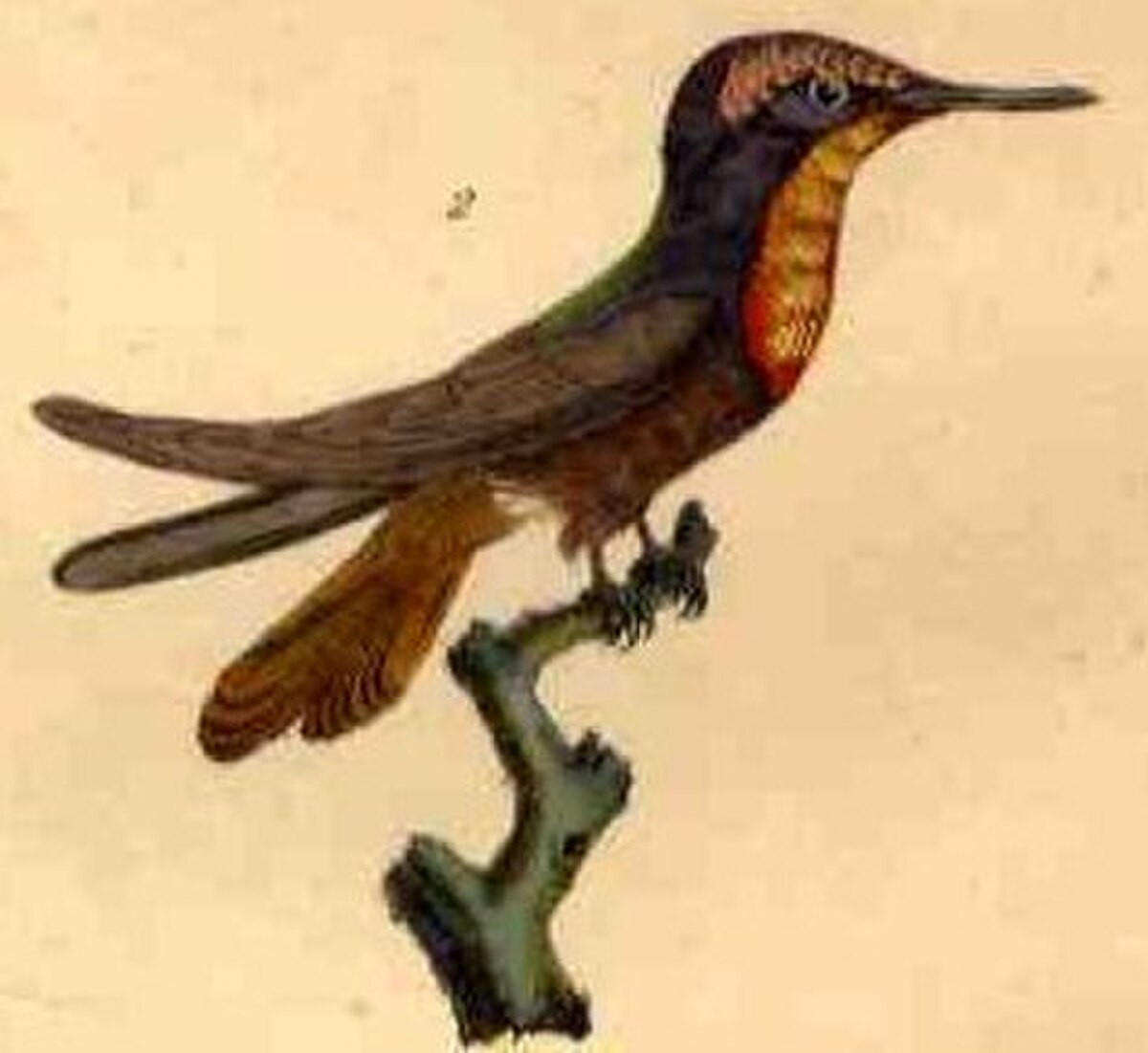 Colibri rubis-topaze