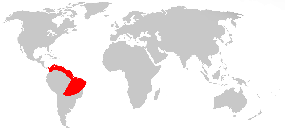 Chrysolampis mosquitusworld.png
