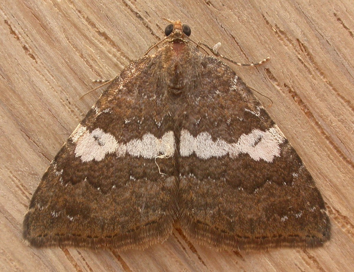 Chrysolarentia