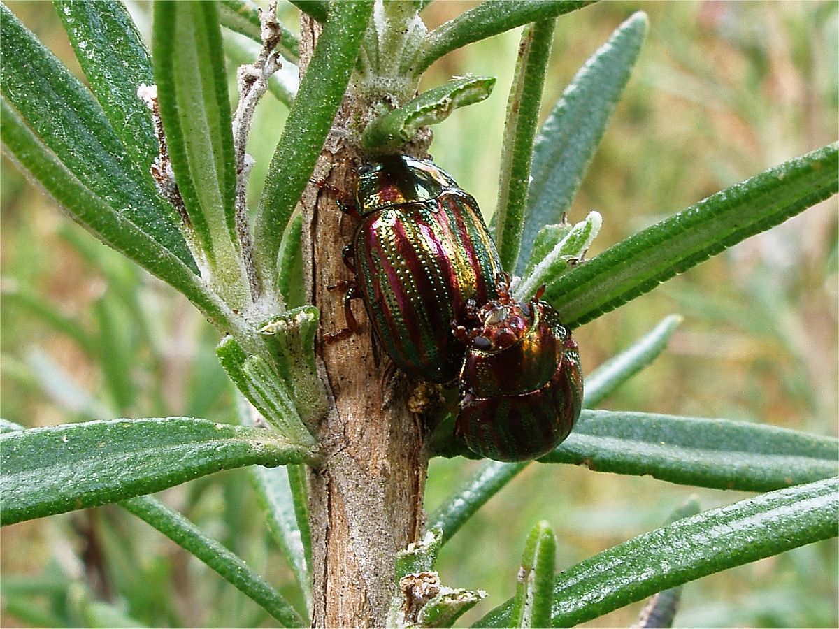 Chrysolina americana