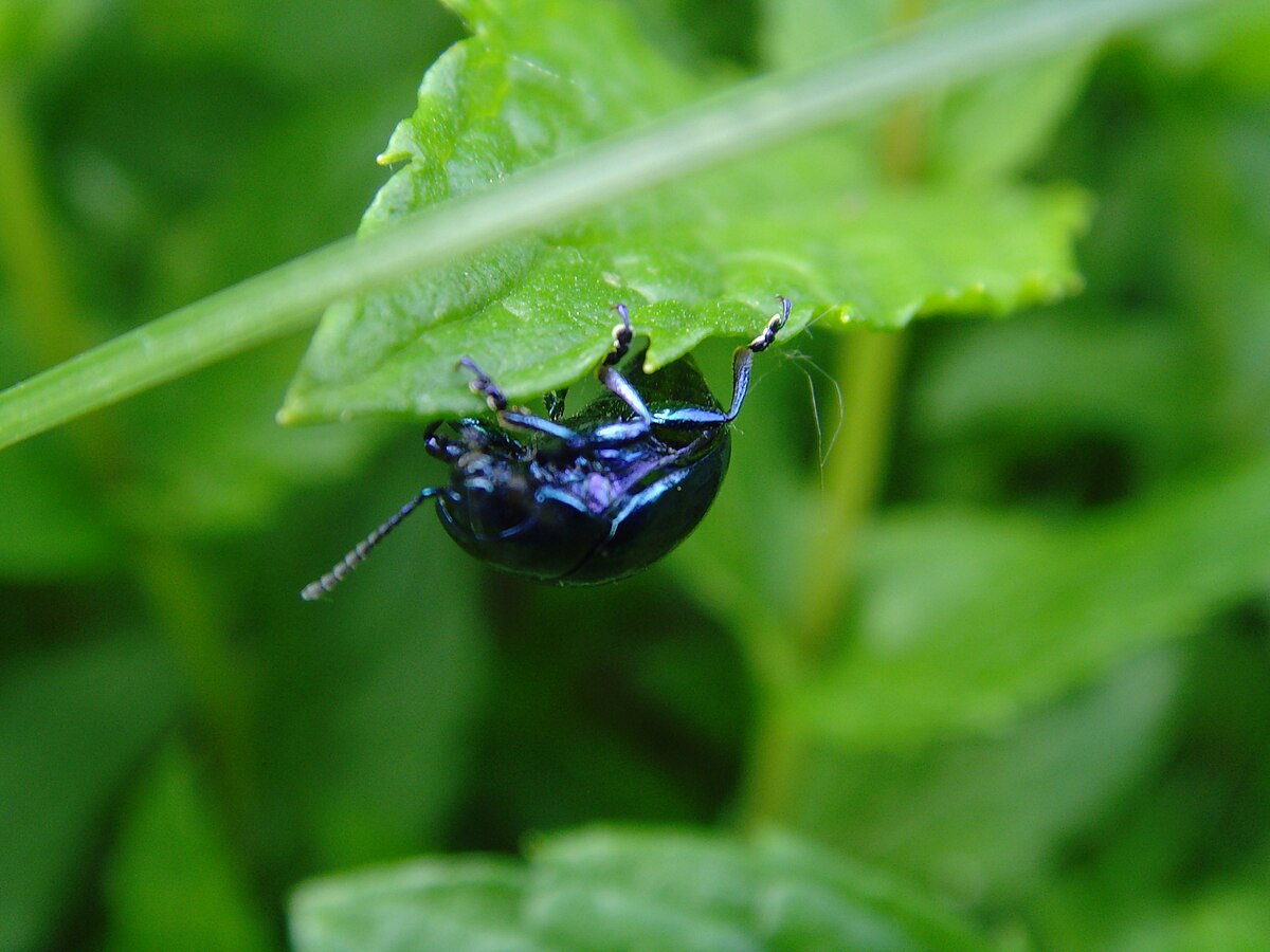 Chrysolina herbacea blue3.jpg