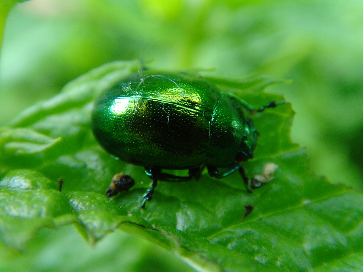 Chrysolina herbacea.jpg