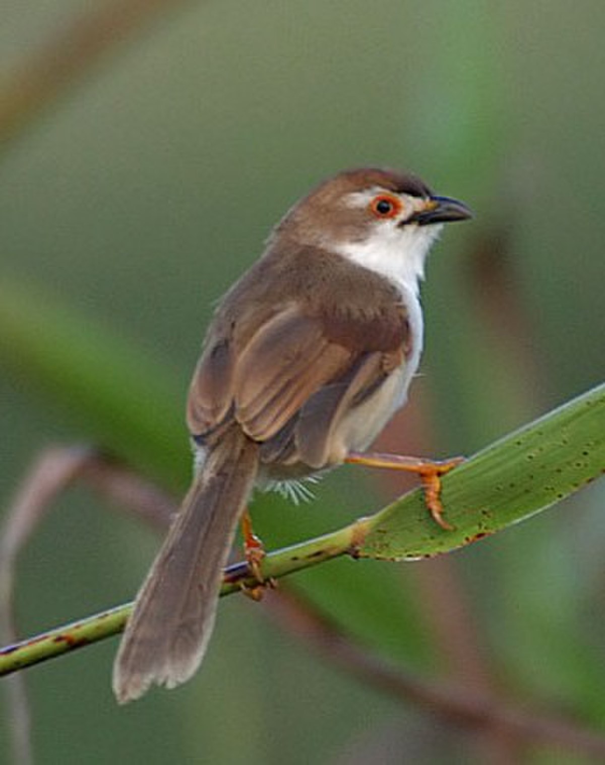 Timaliidae