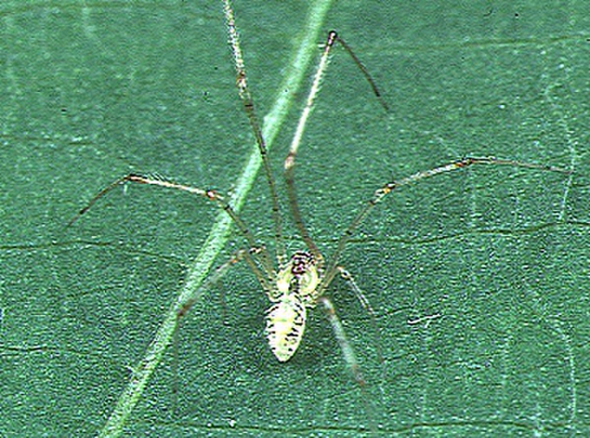 Chrysso