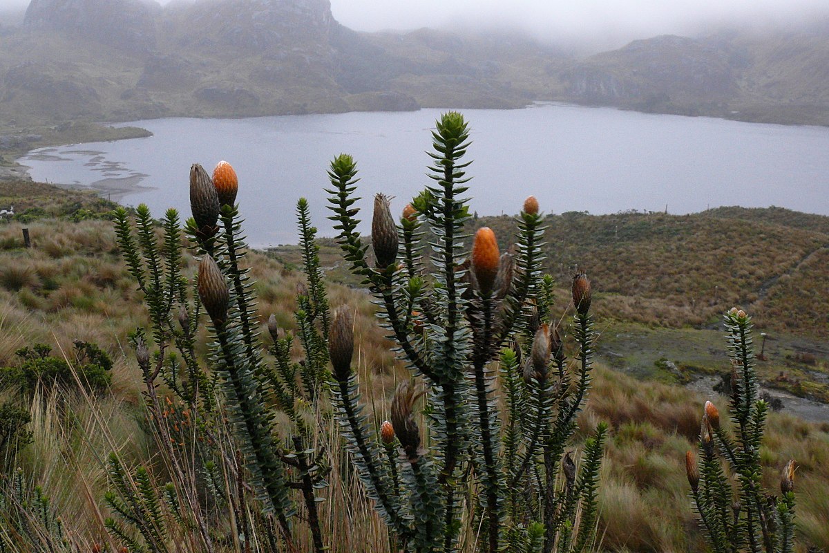 Chuquiraga