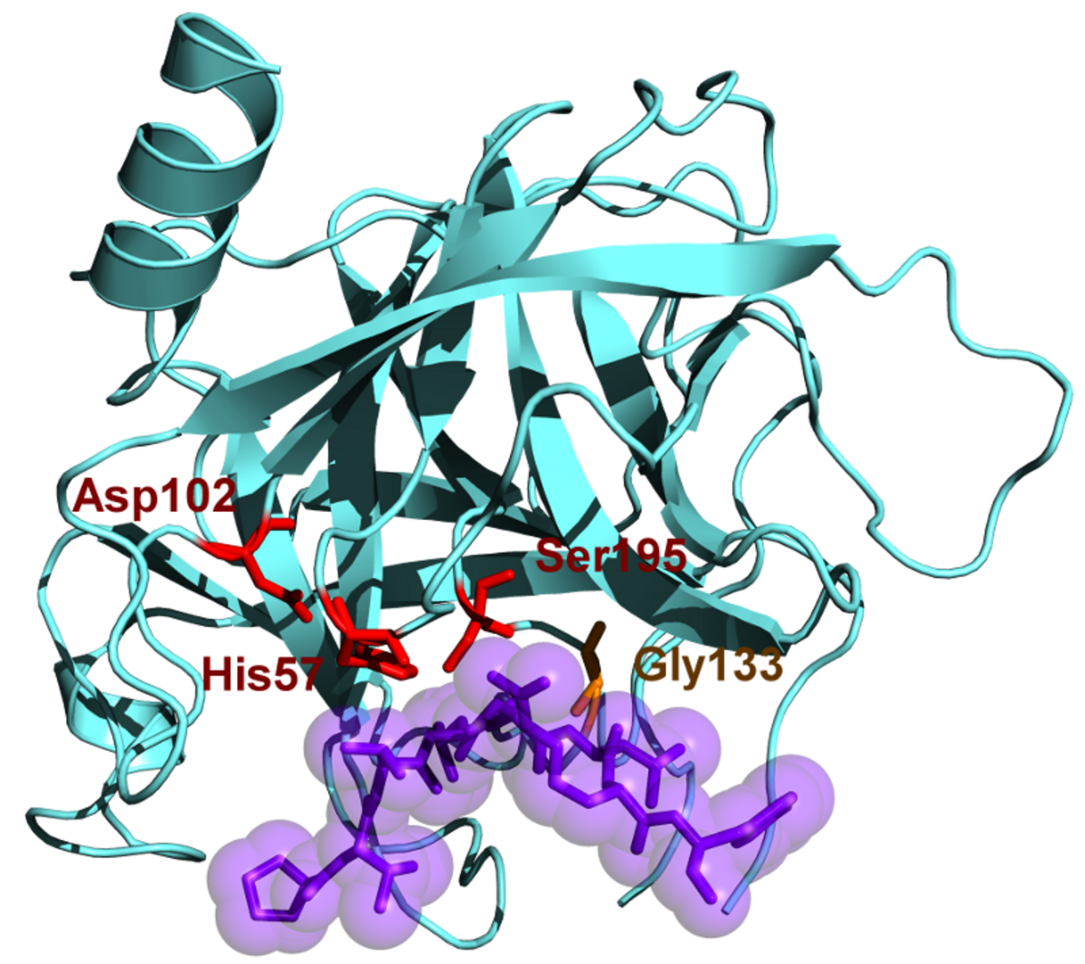 Chymotrypsin 4cha.png