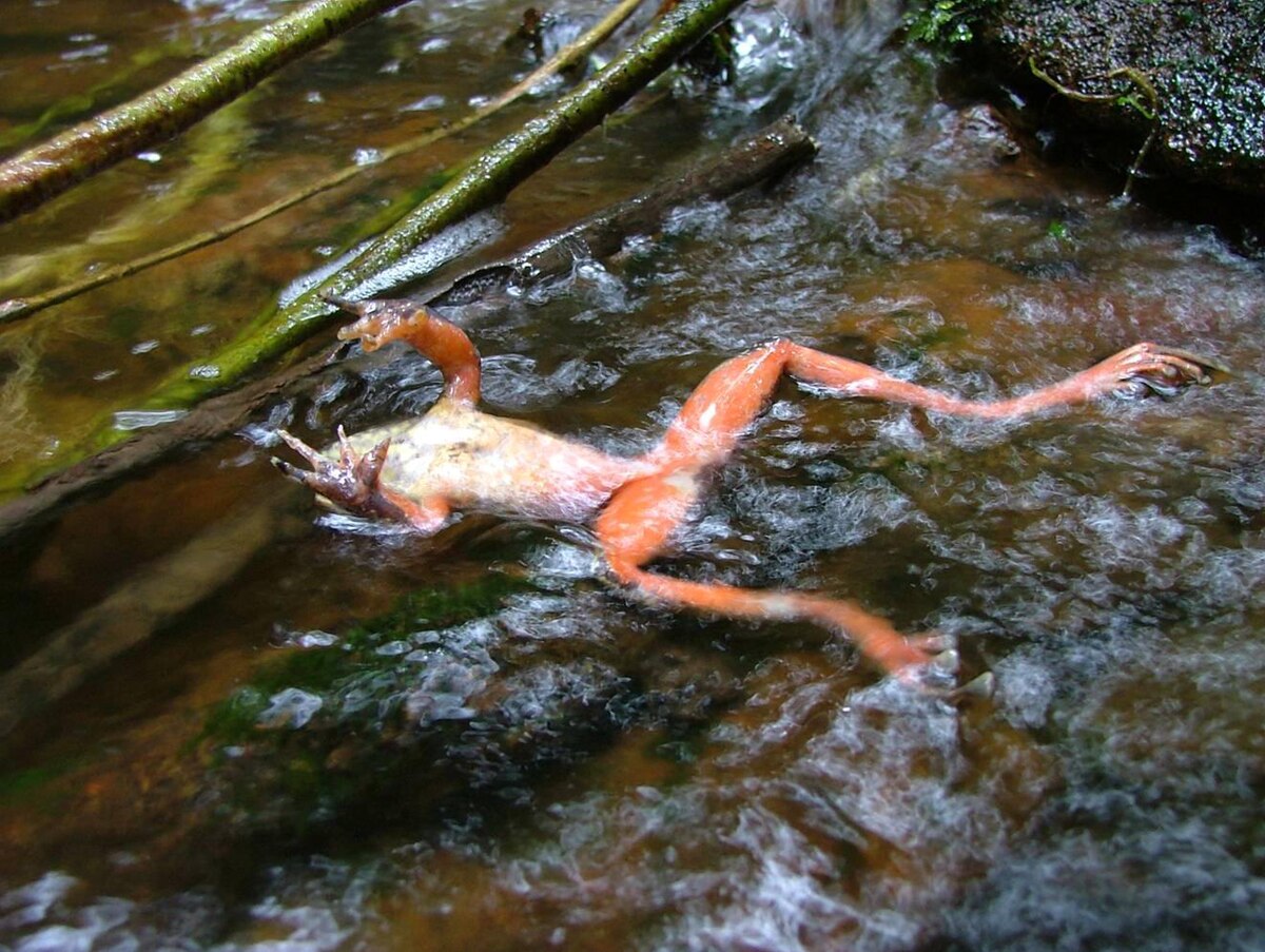 Chytridiomycose