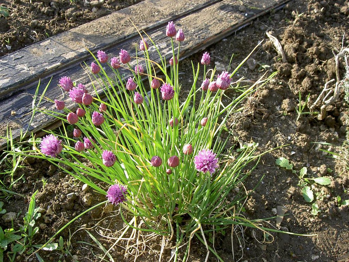 Ciboulette (botanique)