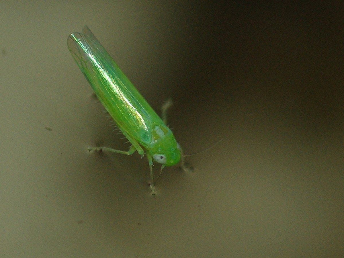 Cicadelle des grillures de la vigne