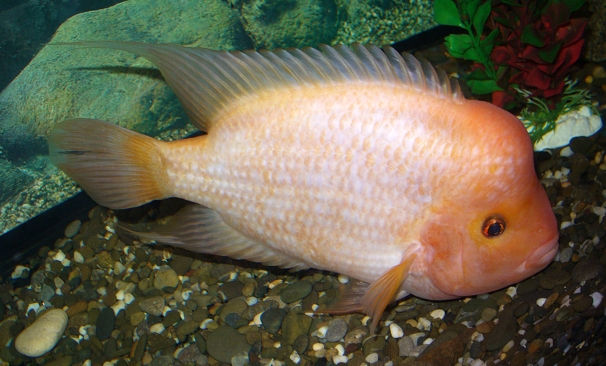 Amphilophus