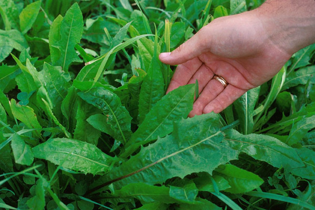 Feuilles de chicorée cultivée