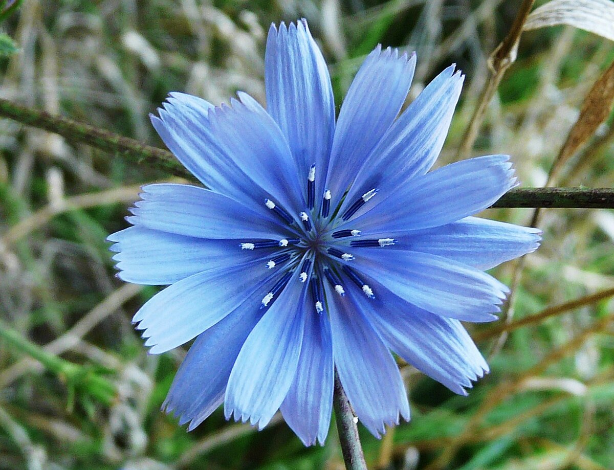 Chicorée