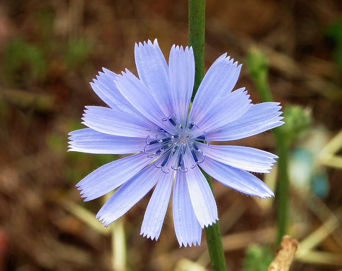 Fleur de Cichorium intybus