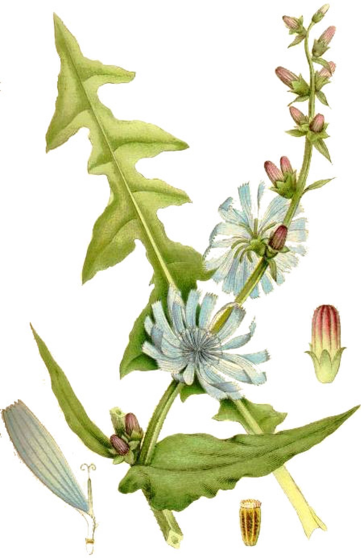 Chicorée sauvage