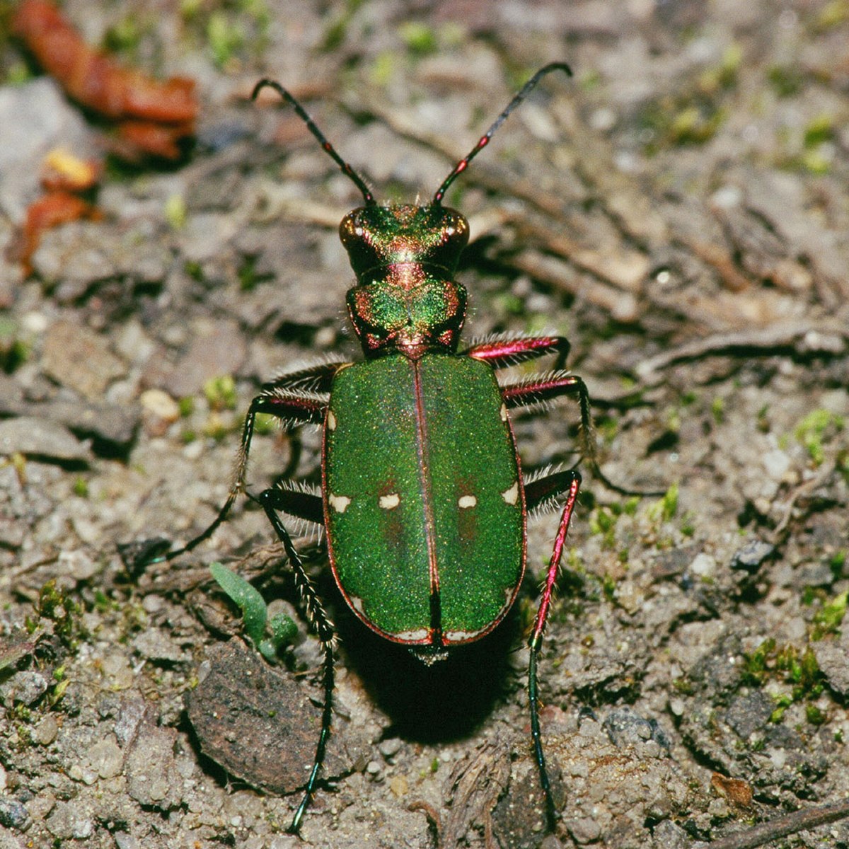 Cicindela