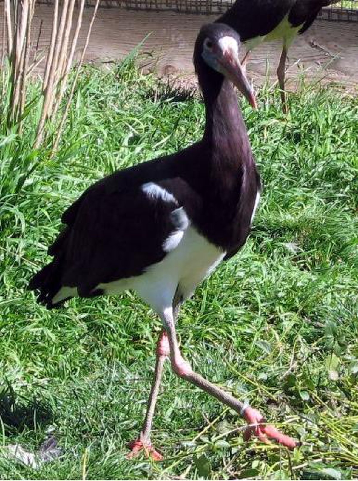 Cigogne d'Abdim