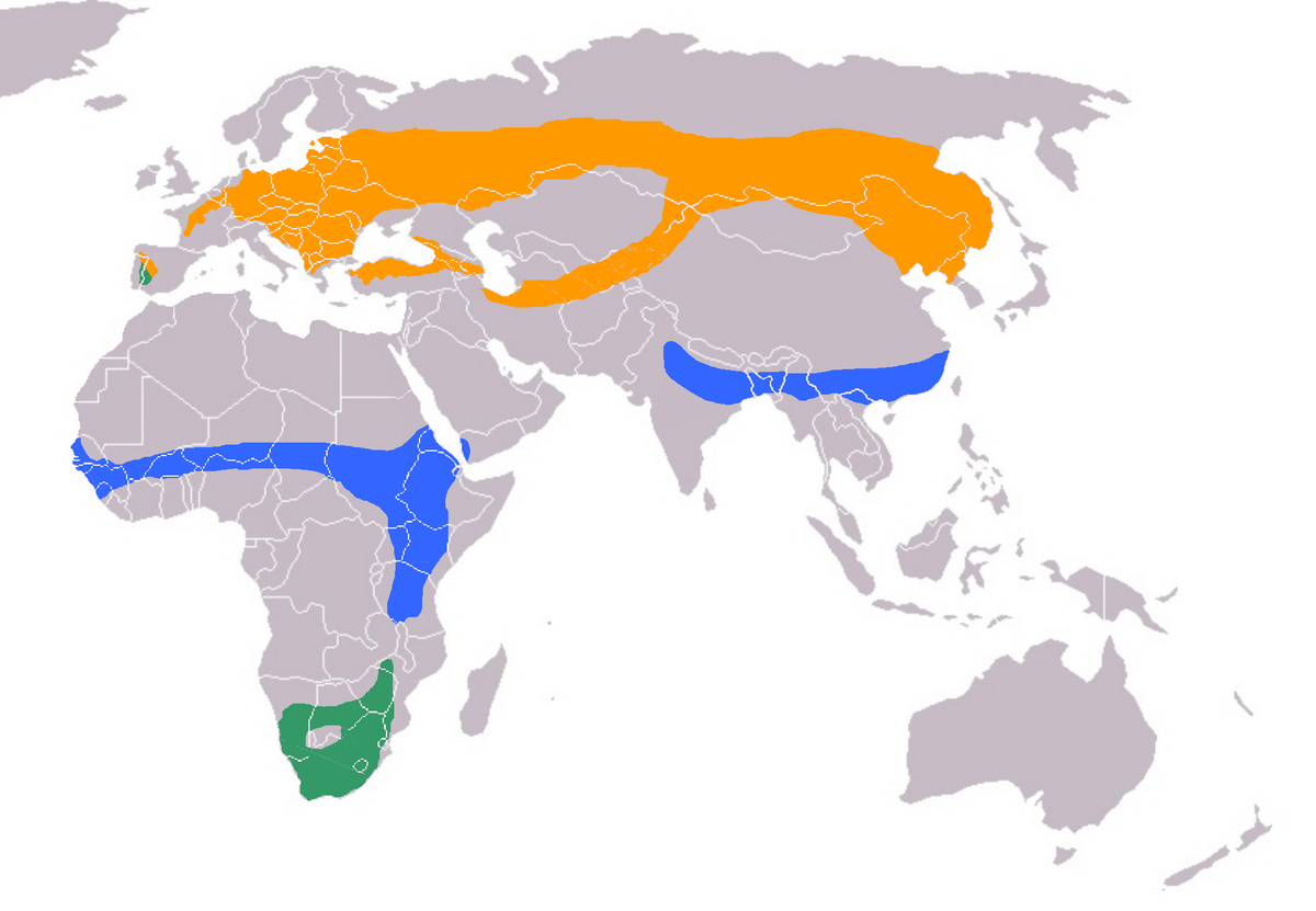 Ciconia nigra distr.png