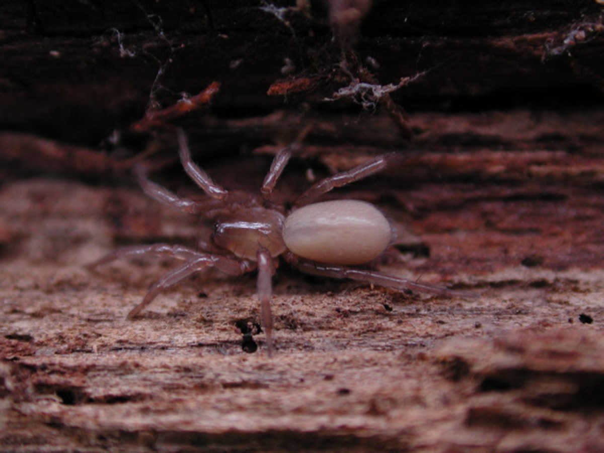 Dictynidae