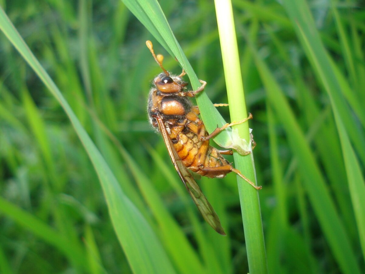 Cimbicidae
