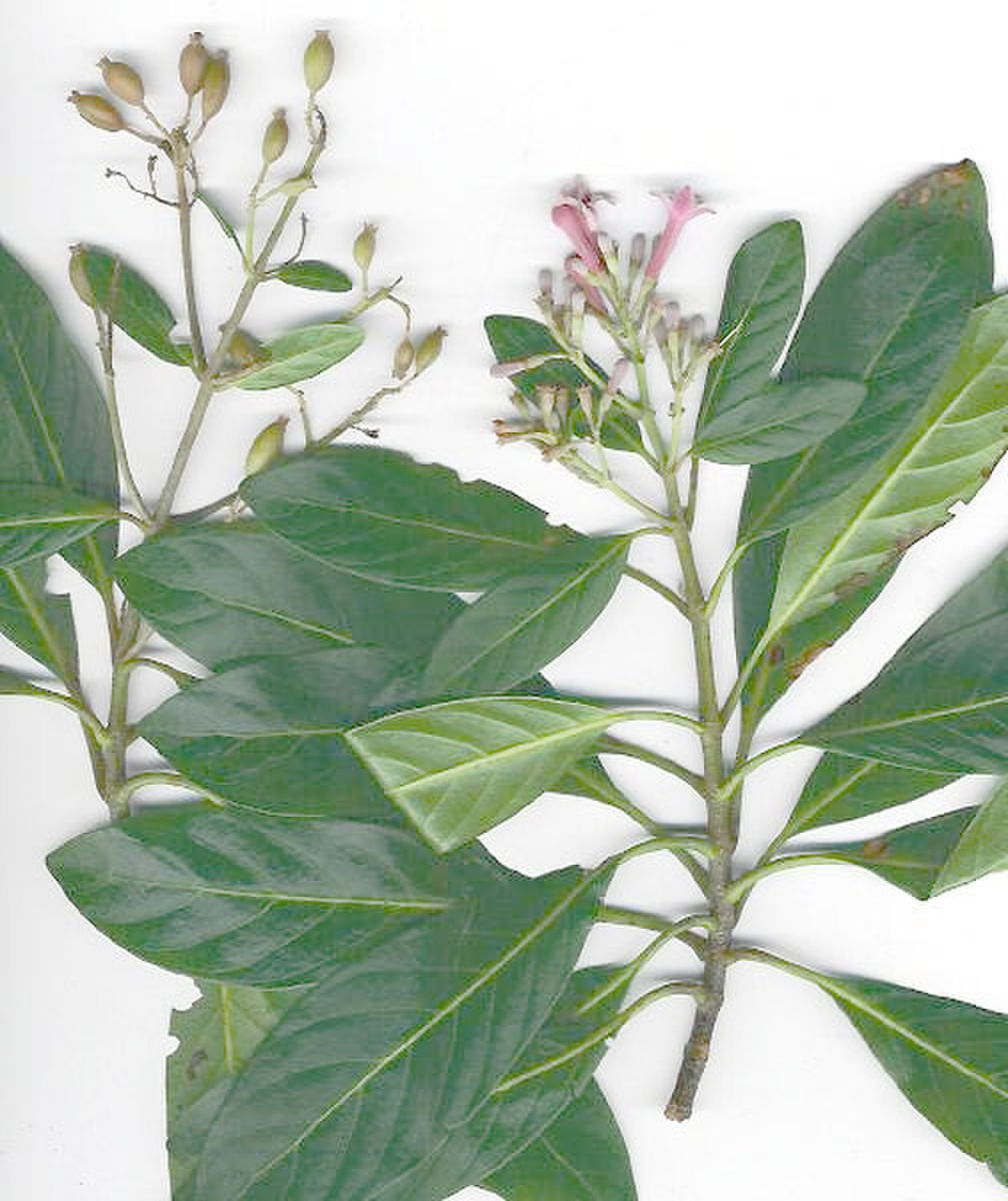 Quinquina jaune