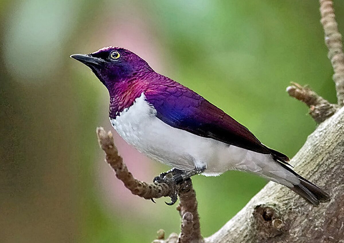 Cinnyricinclus