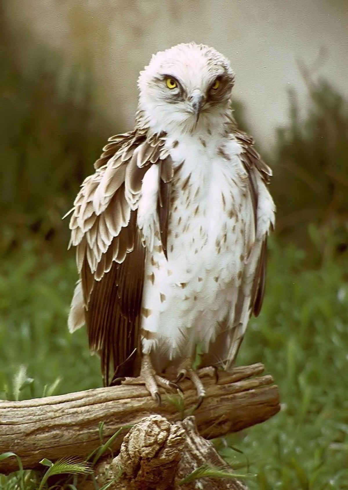 Accipitridae