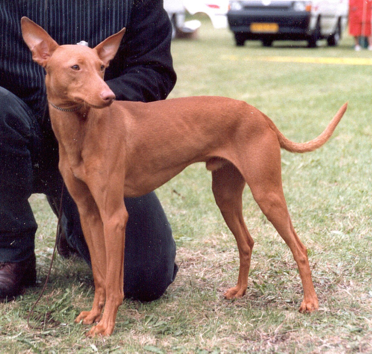 Cirneco de l'Étna