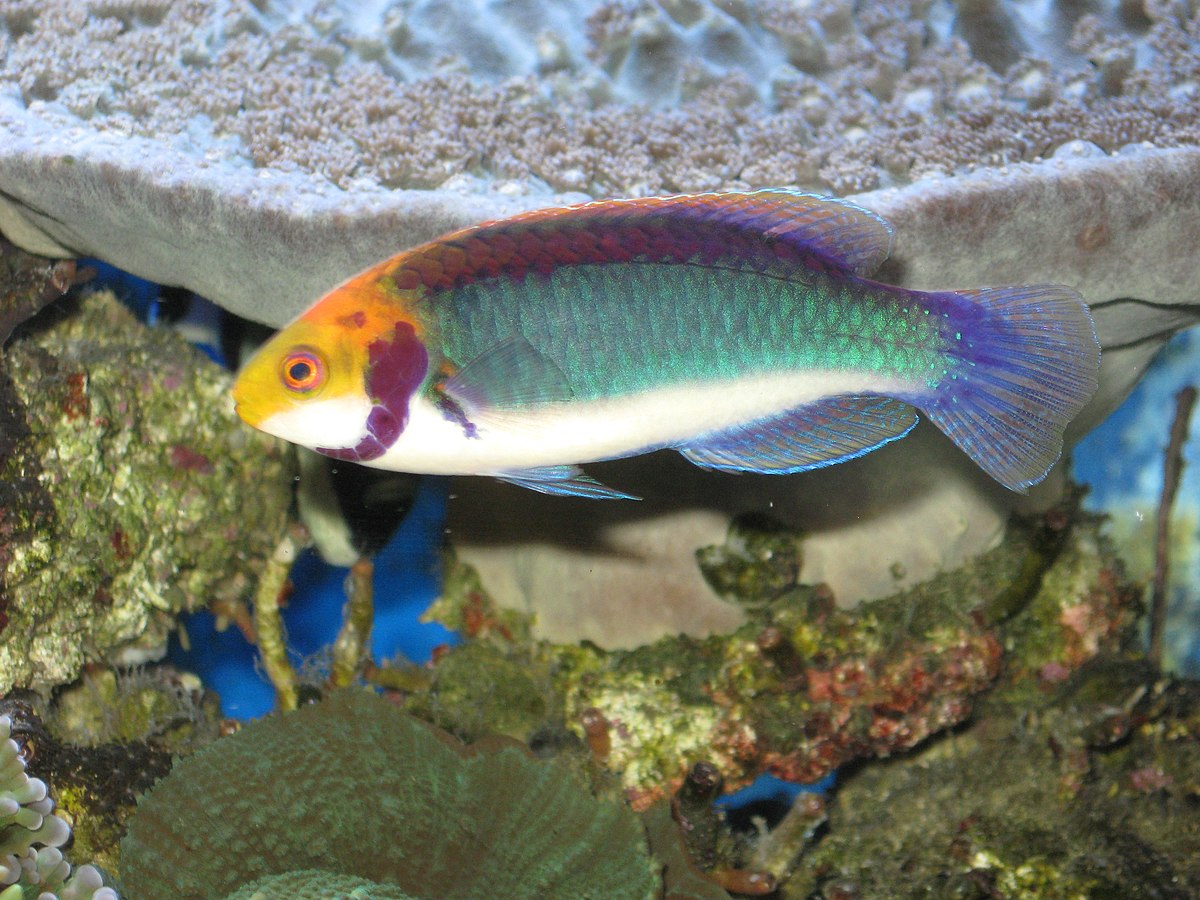 Cirrhilabrus
