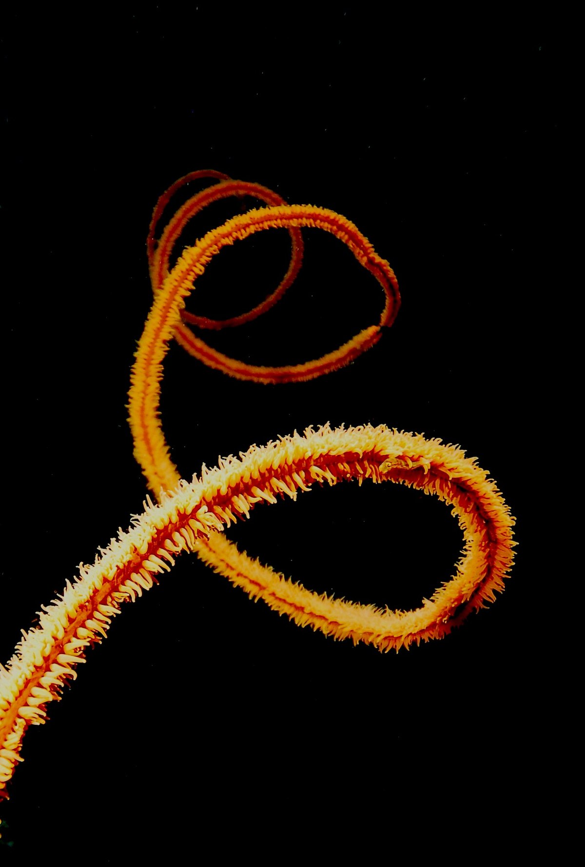 Antipatharia