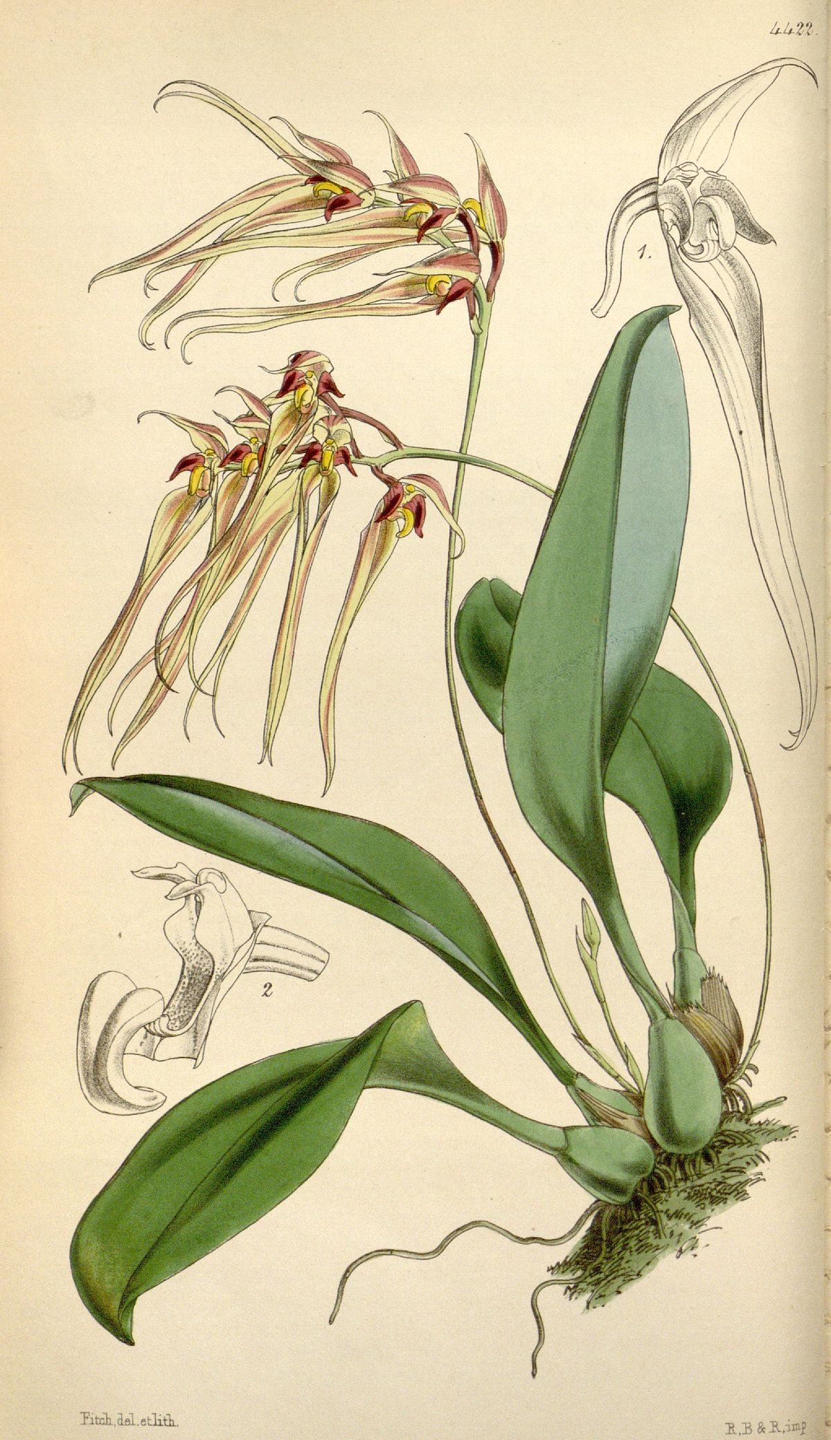 Cirrhopetalum