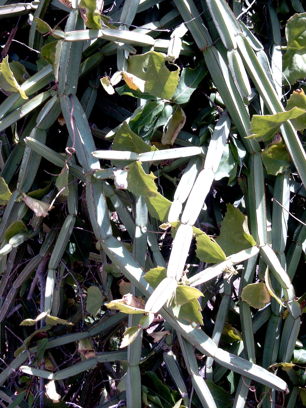 Cissus