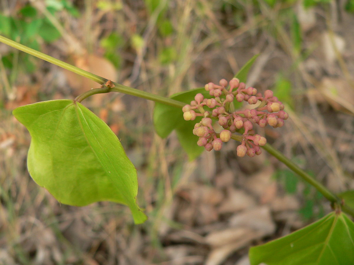 Cissus verticillata