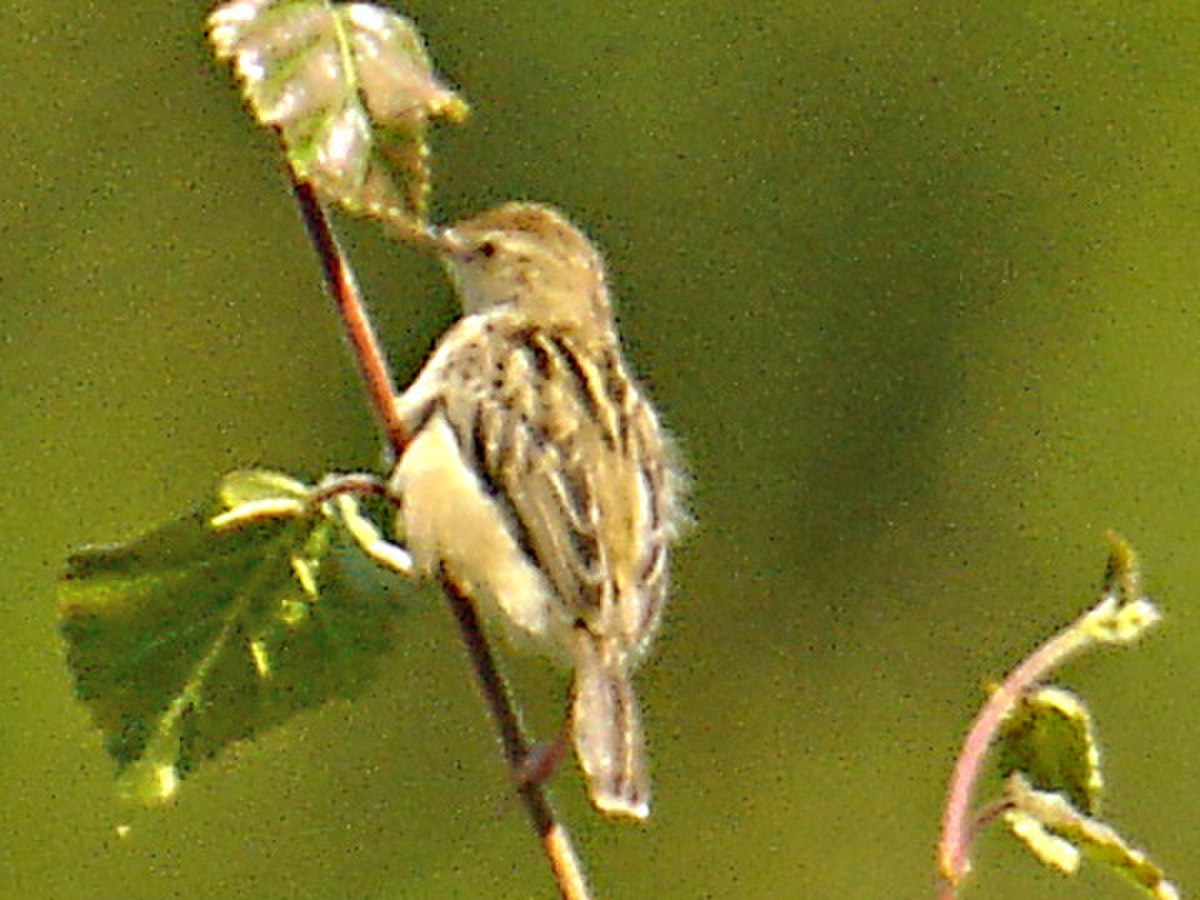 Cisticola