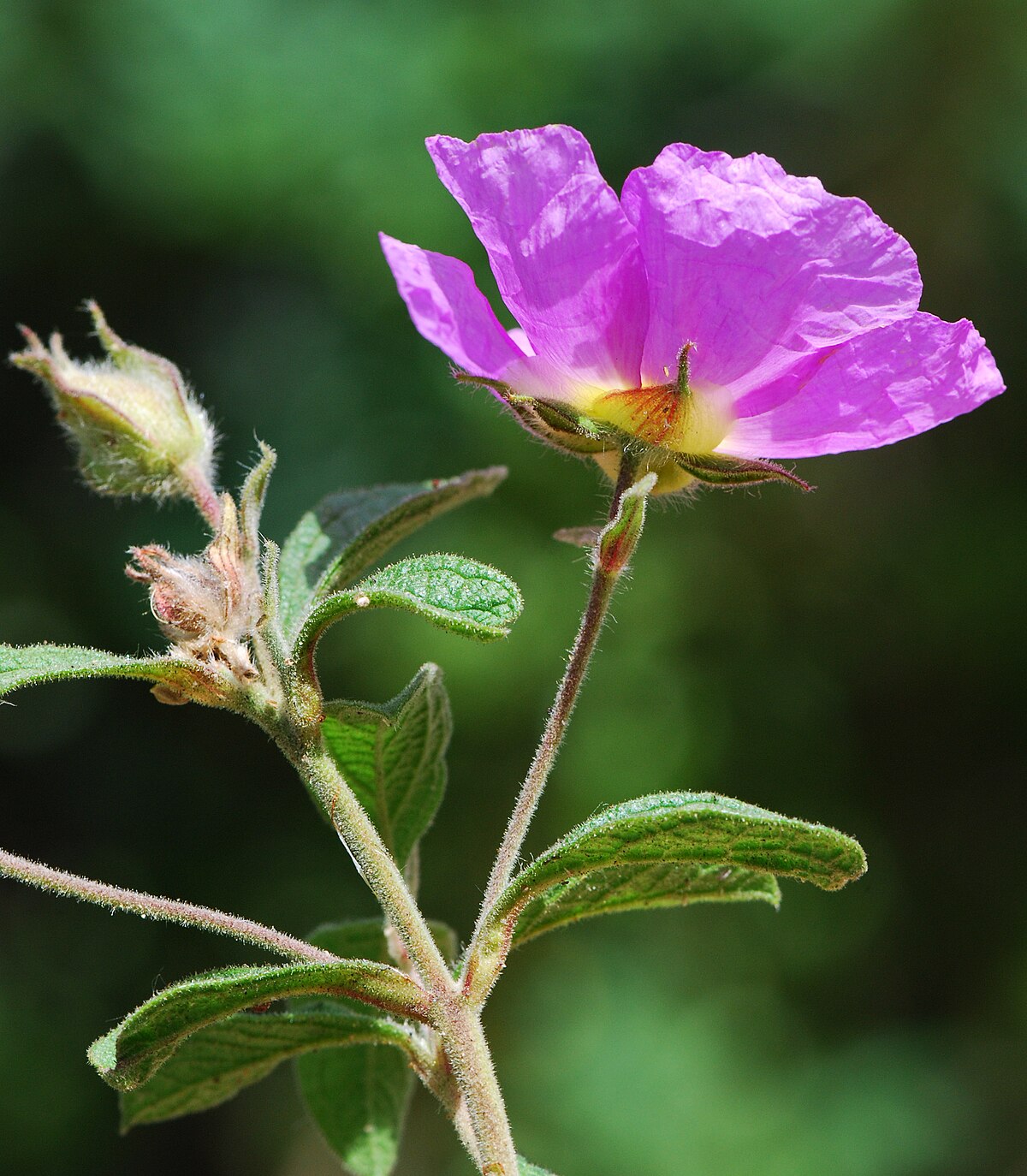 Cistus creticus