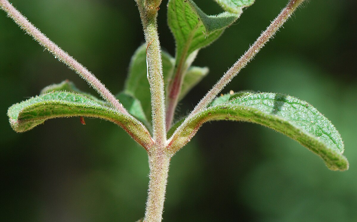 Cistus creticus, pétioles
