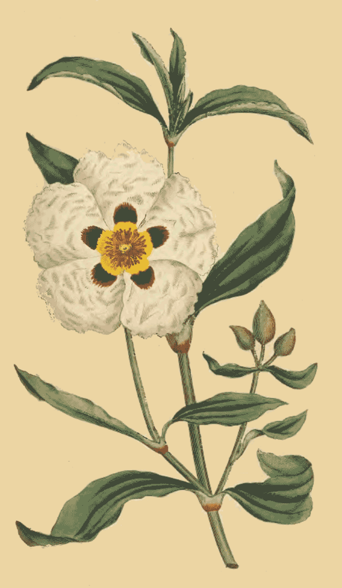Cistus ladaniferus.png