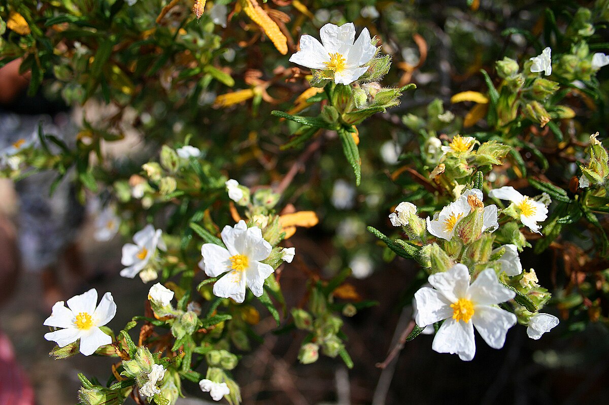 Ciste de Montpellier en fleur