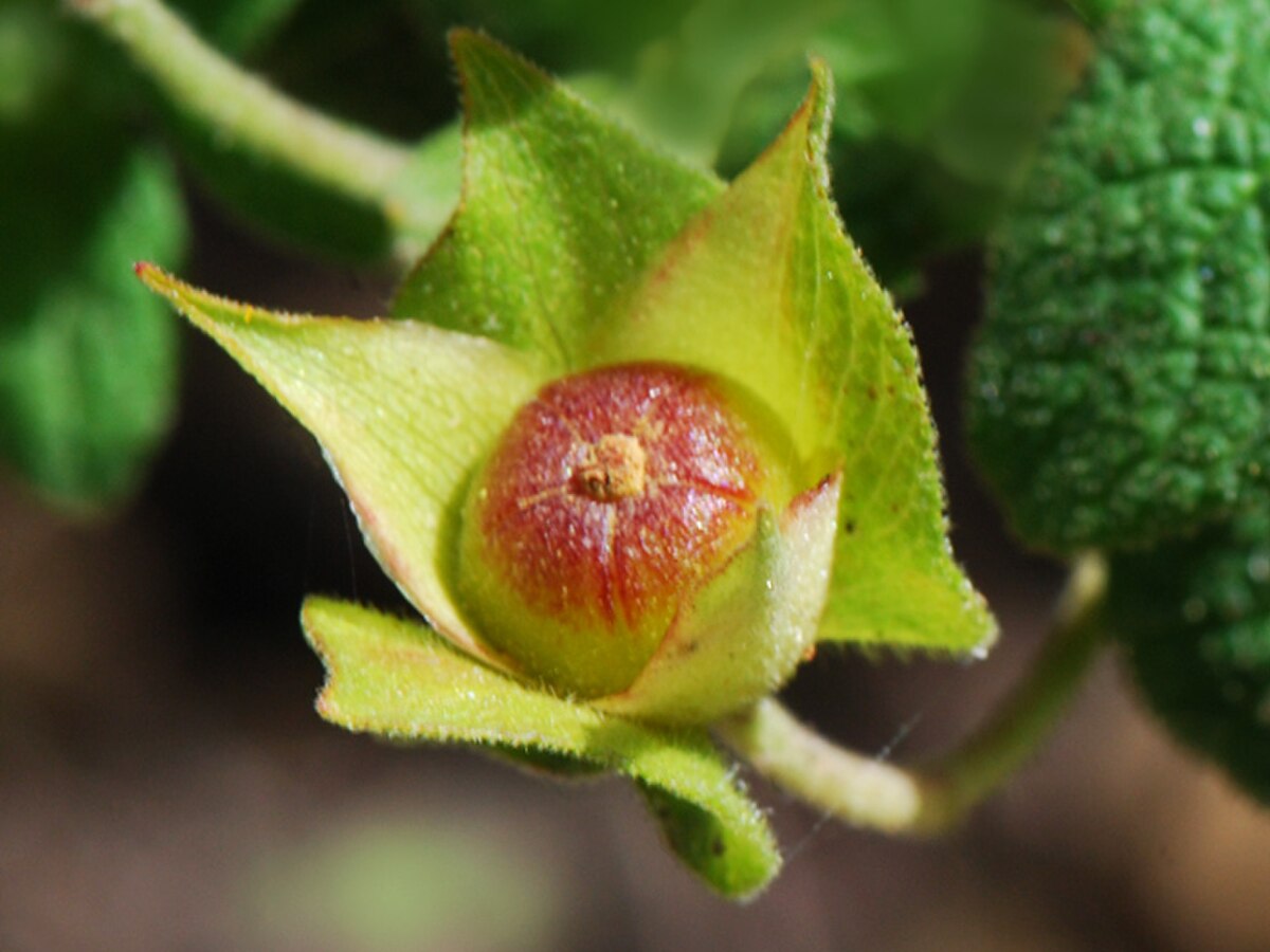 Cistus salviifolius, fruit