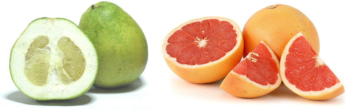 Pamplemousse et pomélo